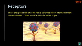 Receptors
These are special tips of some nerve cells that detect information from
the environment. These are located in our sense organs.
 
