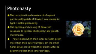 ● The non-directional movement of a plant
part (usually petals of flowers) in response to
light is called photonasty.
● The opening and closing of flowers in
response to light (or photonasty) are growth
movements.
● Petals open when their inner surfaces grow
more than their outer surfaces. On the other
hand, petals close when their outer surfaces
grow more than their inner surfaces.
Photonasty
 