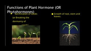 Functions of Plant Hormone (OR
Phytohormones)
● Germination of seeds
(or Breaking the
dormancy of
seeds).
● Growth of root, stem and
leaves.
 