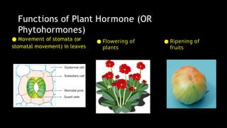 ● Flowering of
plants
● Movement of stomata (or
stomatal movement) in leaves
● Ripening of
fruits
Functions of Plant Hormone (OR
Phytohormones)
 