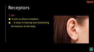 Receptors
1. Ear
● It acts as phono receptors
● It helps in hearing and maintaining
the balance of the body.
 