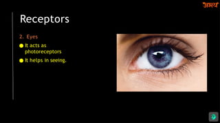 Receptors
2. Eyes
● It acts as
photoreceptors
● It helps in seeing.
 