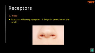 Receptors
3. Nose
● It acts as olfactory receptors. It helps in detection of the
smell.
 