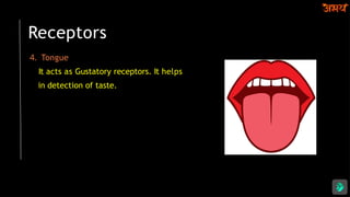 Receptors
4. Tongue
It acts as Gustatory receptors. It helps
in detection of taste.
 