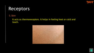 Receptors
5. Skin
It acts as thermoreceptors. It helps in feeling heat or cold and
touch.
 
