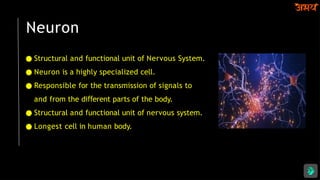 Neuron
● Structural and functional unit of Nervous System.
● Neuron is a highly specialized cell.
● Responsible for the transmission of signals to
and from the di erent
ﬀ parts of the body.
● Structural and functional unit of nervous system.
● Longest cell in human body.
 