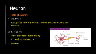Neuron
Parts of Neuron:
1. Dendrite :
It acquires information and receive impulse from other
neurons.
2. Cell Body:
The information acquired by
it travels as an electric
impulse.
 