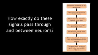 How exactly do these
signals pass through
and between neurons?
 
