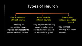 Types of Neuron
Sensory neurons
(a erent
ﬀ neuron)
They help in
transmitting nerve
impulse from receptor to
central nervous system.
Motor neurons
(e erent
ﬀ neurons)
They help in transmitting
nerve impulse from
central nervous system
to a muscle or gland.
Interneurons
(relay or associated
neuron)
They connect
sensory and motor
neuron.
 