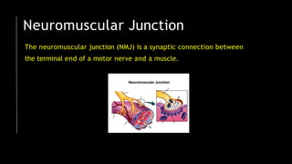 Neuromuscular Junction
The neuromuscular junction (NMJ) is a synaptic connection between
the terminal end of a motor nerve and a muscle.
 