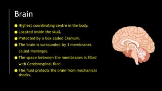 Brain
● Highest coordinating centre in the body.
● Located inside the skull.
● Protected by a box called Cranium.
● The brain is surrounded by 3 membranes
called meninges.
● The space between the membranes is filled
with Cerebrospinal ﬂuid.
● The ﬂuid protects the brain from mechanical
shocks.
 