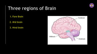 Three regions of Brain
1. Fore Brain
2. Mid brain
3. Hind brain
 
