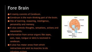 Fore Brain
● It mainly consists of Cerebrum.
● Cerebrum is the main thinking part of the brain.
● Site of learning, reasoning, intelligence,
personality and memory.
● It also controls thoughts, sensations, actions and
movements.
● Information from sense organs like (eyes,
ears, nose, tongue or skin) is received in
cerebrum.
● It also has motor areas from which
instructions are sent to muscles to do
 