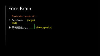 Forebrain consists of :
1. Cerebrum (largest
part)
2. Thalamus
3. Hypothalamus (Diencephalon)
Fore Brain
 