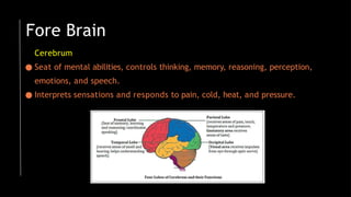 Fore Brain
Cerebrum
● Seat of mental abilities, controls thinking, memory, reasoning, perception,
emotions, and speech.
● Interprets sensations and responds to pain, cold, heat, and pressure.
 