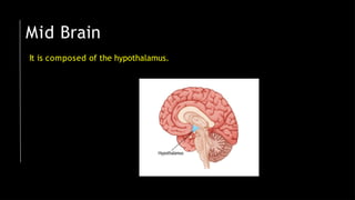 Mid Brain
It is composed of the hypothalamus.
 