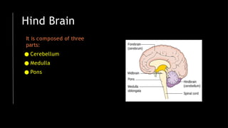 Hind Brain
It is composed of three
parts:
● Cerebellum
● Medulla
● Pons
 