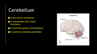 Cerebellum
● It lies below cerebrum.
● It coordinates the motor
functions.
● It controls posture and balance.
● It controls voluntary activities
 
