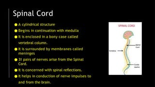 Spinal Cord
● A cylindrical structure
● Begins in continuation with medulla
● It is enclosed in a bony case called
vertebral column.
● It is surrounded by membranes called
meninges
● 31 pairs of nerves arise from the Spinal
Cord.
● It is concerned with spinal reﬂections.
● It helps in conduction of nerve impulses to
and from the brain.
 