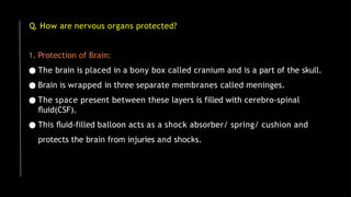 Q. How are nervous organs protected?
1. Protection of Brain:
● The brain is placed in a bony box called cranium and is a part of the skull.
● Brain is wrapped in three separate membranes called meninges.
● The space present between these layers is filled with cerebro-spinal
ﬂuid(CSF).
● This ﬂuid-filled balloon acts as a shock absorber/ spring/ cushion and
protects the brain from injuries and shocks.
 