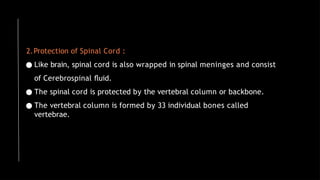 2.Protection of Spinal Cord :
● Like brain, spinal cord is also wrapped in spinal meninges and consist
of Cerebrospinal ﬂuid.
● The spinal cord is protected by the vertebral column or backbone.
● The vertebral column is formed by 33 individual bones called
vertebrae.
 