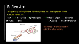 Reﬂex Arc
The pathway through which nerve impulses pass during reﬂex action
is called Reﬂex Arc.
Heat
(Stimulus)
Receptors Spinal organs
(Skin)
Effector Organ Response
(Muscles) (Hand withdrawal)
Response : It is final reaction
after the reﬂex action.
 