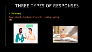 THREE TYPES OF RESPONSES
1. Voluntary
Controlled by forebrain. Example – talking, writing
etc
 