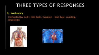 THREE TYPES OF RESPONSES
2. Involuntary
Controlled by mid s hind brain. Example – heat beat, vomiting,
respiration
 