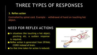 THREE TYPES OF RESPONSES
3. Reflex action
Controlled by spinal cord. Example – withdrawal of hand on touching hot
object.
NEED FOR REFLEX ACTIONS
● In situations like touching a hot object,
pinching etc. a sudden response
is required.
● Reﬂex action is generated from SPINAL
CORD instead of brain.
● So that time taken for action is reduced.
 