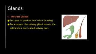 Glands
1. Exocrine Glands
● Secretes its product into a duct (or tube).
● For example, the salivary gland secrets the
saliva into a duct called salivary duct.
 