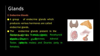 Glands
2. Endocrine Glands
● A group of endocrine glands which
produces various hormones are called
endocrine glands.
● The endocrine glands present in the
human body are : Pineal gland;
Hypothalamus gland;
Pituitary
glands;
gland; Thyroid gland; Parathyroid
Thymus; Pancreas; Adrenal
glands;
Testes (only in males) and Ovaries (only in
females).
 