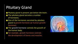 Pituitary Gland
● Pituitary gland is present just below the brain.
● The pituitary gland secretes a number
of hormones.
● One of the hormones secreted by pituitary
gland is growth hormone (or human growth
hormone).
● The growth hormone controls the growth of
the human body.
● For example, growth hormone controls
the development of bones and muscles.
 