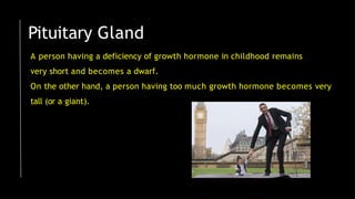 Pituitary Gland
A person having a deficiency of growth hormone in childhood remains
very short and becomes a dwarf.
On the other hand, a person having too much growth hormone becomes very
tall (or a giant).
 