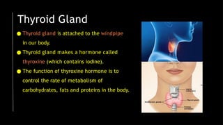 Thyroid Gland
● Thyroid gland is attached to the windpipe
in our body.
● Thyroid gland makes a hormone called
thyroxine (which contains iodine).
● The function of thyroxine hormone is to
control the rate of metabolism of
carbohydrates, fats and proteins in the body.
 