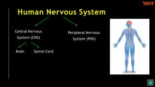 Human Nervous System
Central Nervous
System (CNS)
Peripheral Nervous
System (PNS)
Spinal Cord
Brain
 