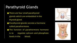 Parathyroid Glands
● There are four small parathyroid
glands which are embedded in the
thyroid gland.
● Parathyroid glands secrete a hormone
called parathormone.
● The function of parathormone hormone
is to regulate calcium and phosphate
levels in the blood.
 