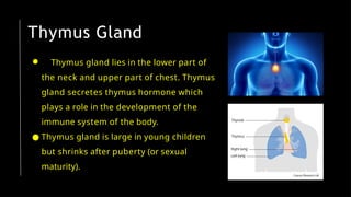 Thymus Gland
● Thymus gland lies in the lower part of
the neck and upper part of chest. Thymus
gland secretes thymus hormone which
plays a role in the development of the
immune system of the body.
● Thymus gland is large in young children
but shrinks after puberty (or sexual
maturity).
 