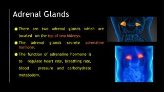 Adrenal Glands
● There are two adrenal glands which are
located on the top of two kidneys.
● The adrenal glands secrete adrenaline
hormone.
● The function of adrenaline hormone is
to regulate heart rate, breathing rate,
blood pressure and carbohydrate
metabolism.
 