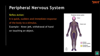 Peripheral Nervous System
Reﬂex Action:
It is quick, sudden and immediate response
of the body to a stimulus.
Example - Knee jerk, withdrawal of hand
on touching an object.
 