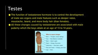 ● The function of testosterone hormone is to control the development
of male sex organs and male features such as deeper voice,
moustache, beard, and more body hair (than females).
● All these changes caused by testosterone are associated with male
puberty which the boys attain at an age of 13 to 14 years.
Testes
 