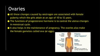 ● All these changes caused by oestrogen are associated with female
puberty which the girls attain at an age of 10 to 12 years.
● The functions of progesterone hormone is to control the uterus changes
in menstrual cycle.
● It also helps in the maintenance of pregnancy. The ovaries also make
the female gametes called ova (or eggs).
Ovaries
 
