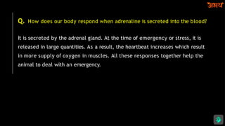 Q. How does our body respond when adrenaline is secreted into the blood?
It is secreted by the adrenal gland. At the time of emergency or stress, it is
released in large quantities. As a result, the heartbeat increases which result
in more supply of oxygen in muscles. All these responses together help the
animal to deal with an emergency.
 