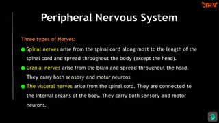 Peripheral Nervous System
Three types of Nerves:
● Spinal nerves arise from the spinal cord along most to the length of the
spinal cord and spread throughout the body (except the head).
● Cranial nerves arise from the brain and spread throughout the head.
They carry both sensory and motor neurons.
● The visceral nerves arise from the spinal cord. They are connected to
the internal organs of the body. They carry both sensory and motor
neurons.
 