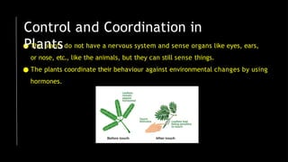 ● The plants do not have a nervous system and sense organs like eyes, ears,
or nose, etc., like the animals, but they can still sense things.
● The plants coordinate their behaviour against environmental changes by using
hormones.
Control and Coordination in
Plants
 