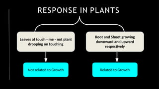 RESPONSE IN PLANTS
Leaves of touch - me - not plant
drooping on touching
Root and Shoot growing
downward and upward
respectively
Not related to Growth Related to Growth
 