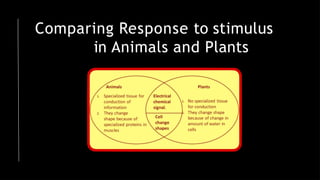 Comparing Response to stimulus
in Animals and Plants
 