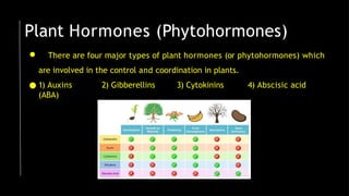 ● There are four major types of plant hormones (or phytohormones) which
are involved in the control and coordination in plants.
● 1) Auxins 2) Gibberellins 3) Cytokinins 4) Abscisic acid
(ABA)
Plant Hormones (Phytohormones)
 