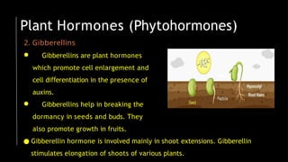 2. Gibberellins
● Gibberellins are plant hormones
which promote cell enlargement and
cell di erentiation
ﬀ in the presence of
auxins.
● Gibberellins help in breaking the
dormancy in seeds and buds. They
also promote growth in fruits.
● Gibberellin hormone is involved mainly in shoot extensions. Gibberellin
stimulates elongation of shoots of various plants.
Plant Hormones (Phytohormones)
 