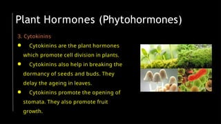3. Cytokinins
● Cytokinins are the plant hormones
which promote cell division in plants.
● Cytokinins also help in breaking the
dormancy of seeds and buds. They
delay the ageing in leaves.
● Cytokinins promote the opening of
stomata. They also promote fruit
growth.
Plant Hormones (Phytohormones)
 