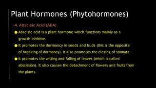 4. Abscisic Acid (ABA)
● Abscisic acid is a plant hormone which functions mainly as a
growth inhibitor.
● It promotes the dormancy in seeds and buds (this is the opposite
of breaking of dormancy). It also promotes the closing of stomata.
● It promotes the wilting and falling of leaves (which is called
abscission). It also causes the detachment of ﬂowers and fruits from
the plants.
Plant Hormones (Phytohormones)
 